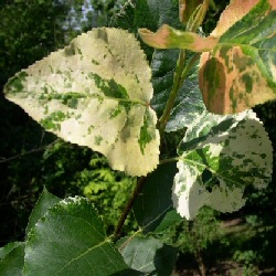 Variegated Leaved Poplar Tree (Populus x jackii 'Aurora') Supplied height 1.5 to 1.7 metres in a 12 litre container **FREE UK MAINLAND DELIVERY EXCEPT SCOTTISH HIGHLANDS**